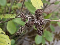 Alnus serrulata