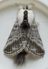 Tolype velleda