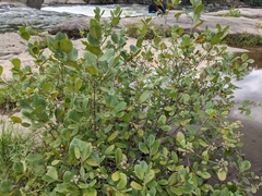 Alnus serrulata