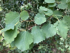 Populus tremula