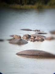 Hippopotamus amphibius