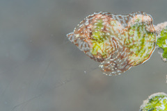 Coeloplana meteoris