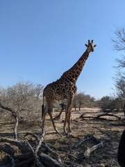 Giraffa camelopardalis giraffa