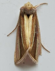 Plusia venusta