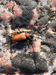 Stictoleptura rubra