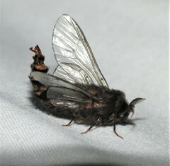 Thyridopteryx ephemeraeformis