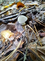Mycena capillaripes