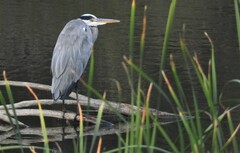 Ardea cinerea cinerea