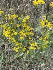 Senecio squalidus