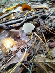 Mycena capillaripes