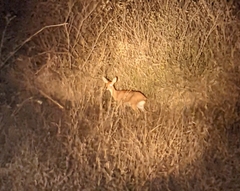 Raphicerus campestris campestris