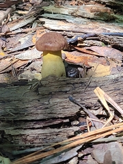 Cyanoboletus pulverulentus