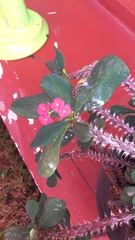 Euphorbia