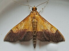 Pyrausta bicoloralis