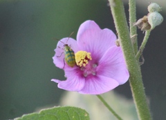 Diabrotica balteata