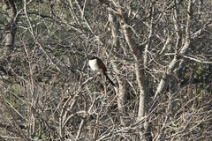 Centropus superciliosus burchellii