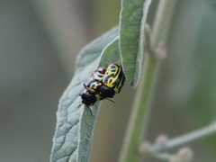 Calligrapha serpentina