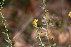 Solidago simplex