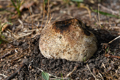 Pisolithus arhizus