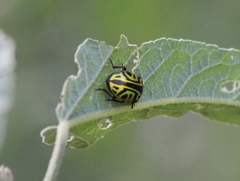 Calligrapha serpentina