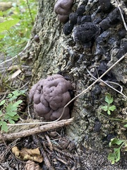 Daldinia childiae