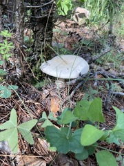 Amanita