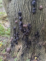 Daldinia childiae