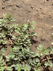 Kallstroemia parviflora