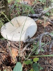 Amanita