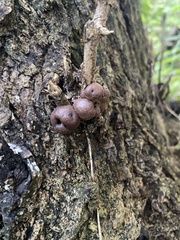 Daldinia childiae