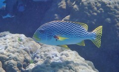 Plectorhinchus lineatus