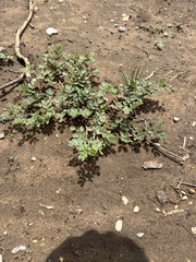 Kallstroemia parviflora