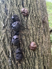 Daldinia childiae