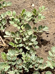 Kallstroemia parviflora
