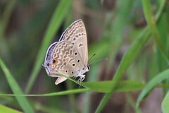 Lepidochrysops patricia