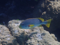 Plectorhinchus lineatus