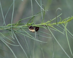 Leptinotarsa lineolata
