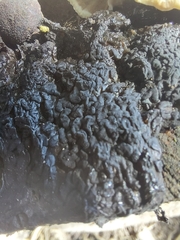 Exidia glandulosa