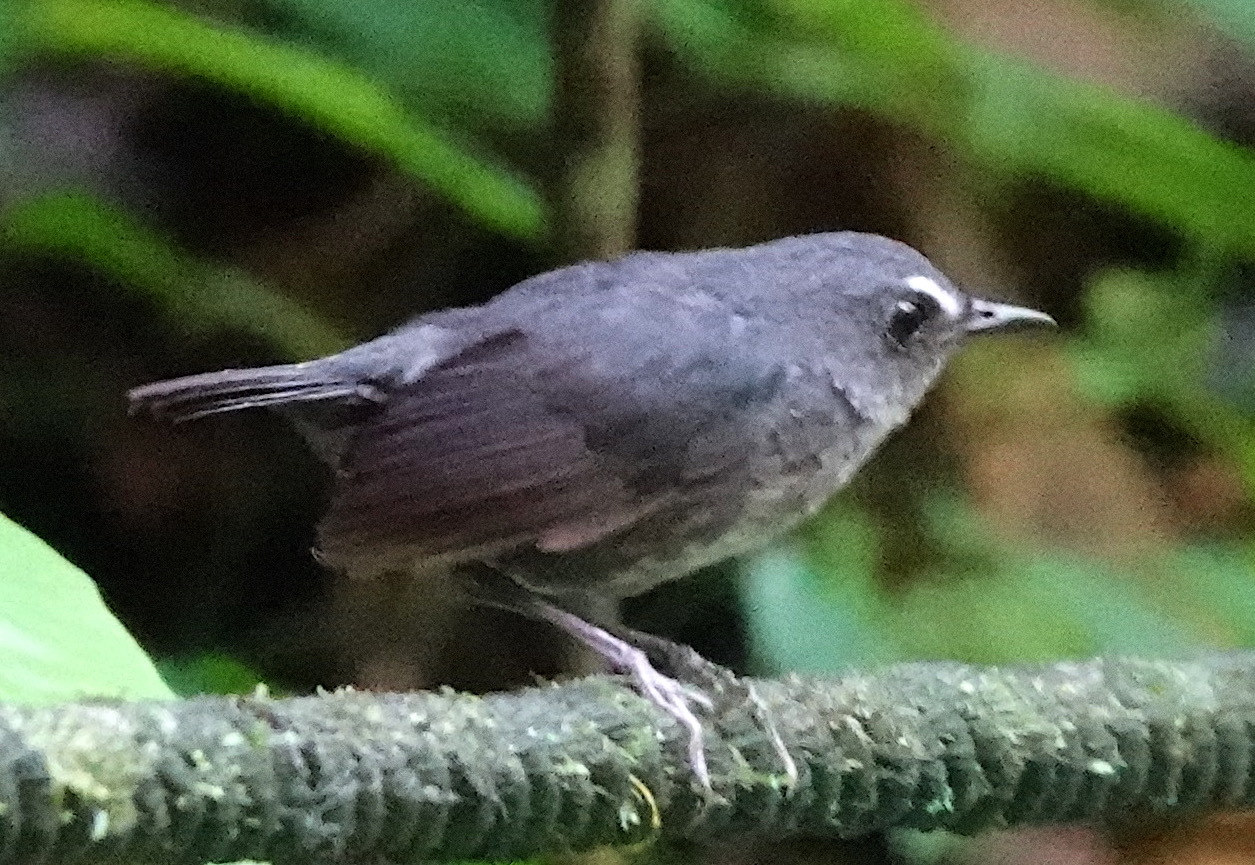 Lesser Shortwing