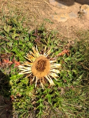 Carlina acanthifolia