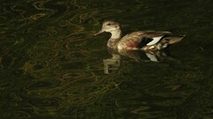 Mareca strepera strepera