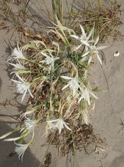 Pancratium maritimum