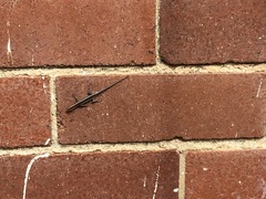 Cryptoblepharus pulcher