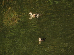 Mareca strepera strepera