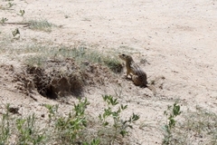 Ictidomys tridecemlineatus