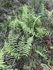 Thelypteris palustris