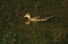 Anas crecca crecca