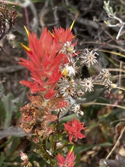 Castilleja miniata miniata