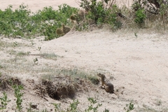 Ictidomys tridecemlineatus