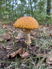 Amanita